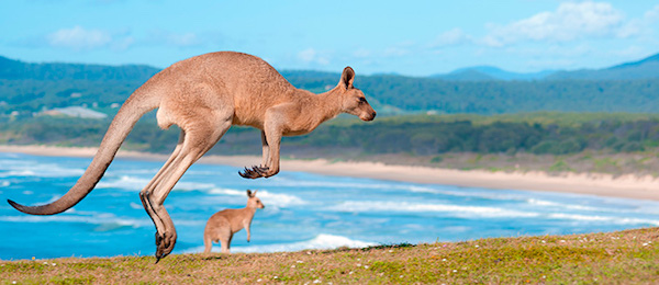 Courir comme un kangourou